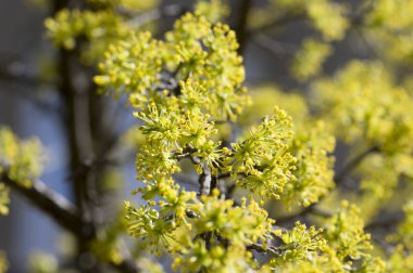 Cornus mas tree branches during early springtime, Cornelian cherry flowering with yellow small flowers clipart