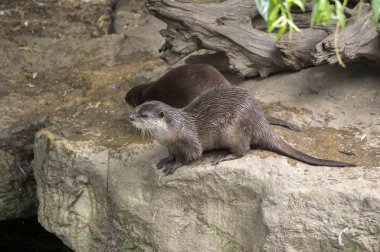 Asyalı küçük pençe su samuru taş