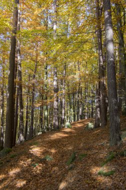 Kayın yaprak döken orman sonbahar güneşli gün boyunca yaprakları canlı renkler dallarda