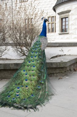 Pavo cristatus tarihi Rönesans kale önünde