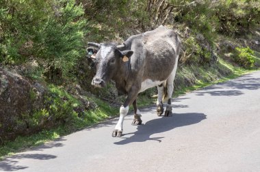 Yolda yürürken Madeira inek