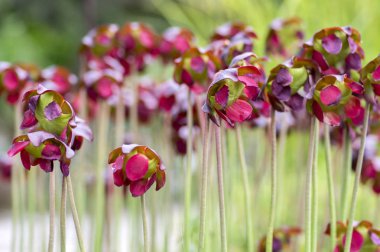 Sarracenia purpurea etçil bitki, atıcı bitki, çiçekli mor grup çiçek