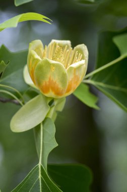 Liriodendron tulipifera güzel süs ağacı çiçek, sarı turuncu çiçek çiçeklenme