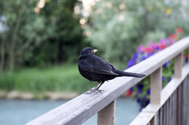 Tek turdus merula siyah kuş ayakta köprü korkuluk