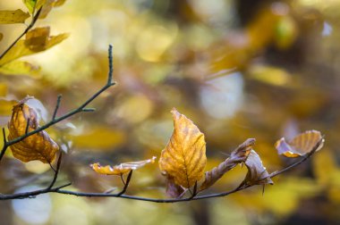 Kayın yaprak döken orman sonbahar güneşli gün boyunca canlı renkler dallarda yaprak, detay güneş karşı yaprakları