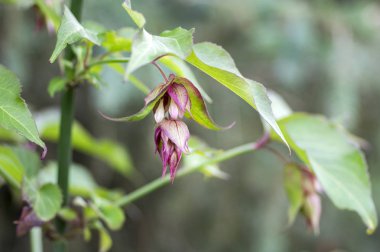 Leycesteria formosa Himalaya Hanımeli çiçek çiçek, koyu kırmızı çiçekli bitki, yeşil yaprakları dallarda