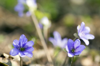 Mantarı nobilis bloom, Grup mavi menekşe mor küçük çiçekler, erken bahar kır çiçekleri, kahverengi zemin içinde