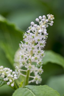 Phytolacca esculenta çalı çiçek, grup beyaz çiçek çiçekli çalı, dallarda üzerinde yeşil yaprakları ve tomurcukları