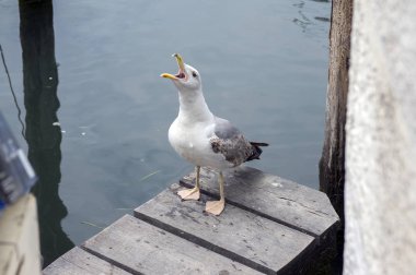 Larus michahellis, ahşap iskele çığlık üzerinde sarı bacaklı martı