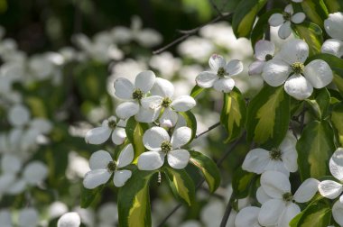Cornus kousa ornamental and beautiful flowering shrub, bright white flowers with four petals on blooming branches, green leaves clipart