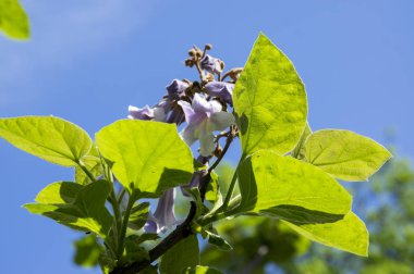 Paulownia tomentosa çiçekli süs ağacı dalları yeşil yaprak, tohum ve menekşe çan bahar çiçek mavi gökyüzü ile