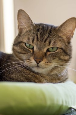 Sihirli kireç gözleri yeşil kedi yatakta yatan tembel mermer kedi