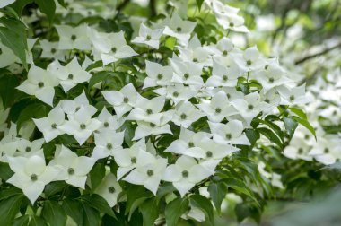 Cornus kousa süs ve güzel çiçekli çalı, parlak beyaz çiçek çiçek açan dalları, yeşil yapraklarda dört yaprakları ile