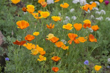 Eschscholzia californica Kupası Altın Grup bloom, Kaliforniya alan, süs vahşi bitkiler üzerinde bir çayır, turuncu yaprakları yeşil çimen çiçek