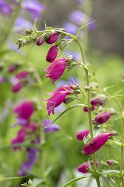 Penstemon mexicali çeşidinde kırmızı çiçekler, mor süs çan çiçekli küçük bitki çim kayalar