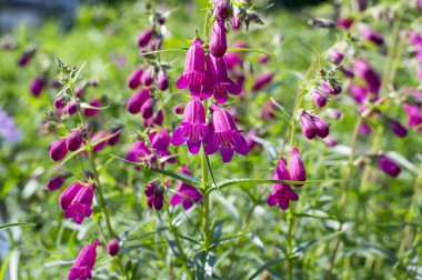 Penstemon mexicali çeşidinde kırmızı çiçekler, mor süs çan çiçekli küçük bitki çim kayalar