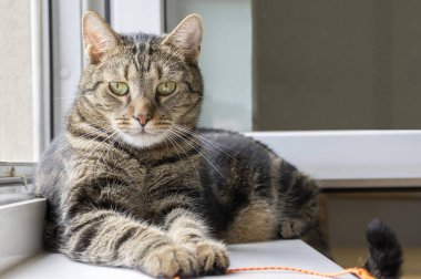 Yerli kaplan kedi yalan pencere pervazına, ciddi ifade, göz teması