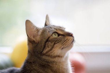 şirin gri mermer kedi