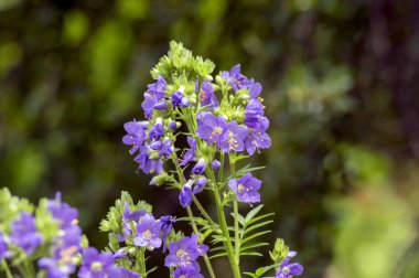 Polemonium caeruleum güzel çiçek, vahşi mavi çiçekli bitki üzerinde çayır çiçekler