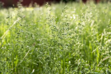 Poa pratensis green meadow european grass clipart