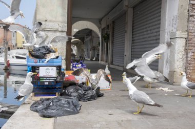 Chioggia, İtalya - gıda Port için mücadele 15 Haziran 2017 sarı bacaklı martı