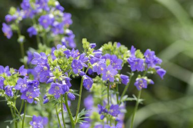 Polemonium caeruleum güzel çiçek, vahşi mavi çiçekli bitki üzerinde çayır çiçekler
