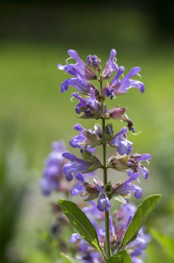 Salvia officinalis evergreen healhty subshrub bloom, menekşe mor çiçekli mutfak tesisi
