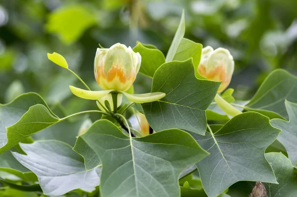 Liriodendron tulipifera güzel süs ağacı çiçek, sarı turuncu çiçek çiçeklenme