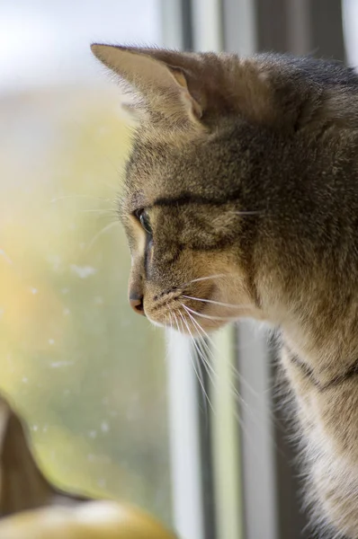 Marble Cat Looking Out Window Interested What Happening — Stock Photo, Image