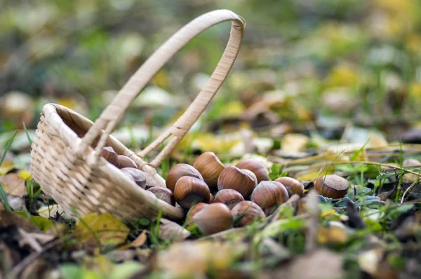 Grupp Hasselnötter Spillts Gräs Och Höst Bladen Liten Korg — Stockfoto