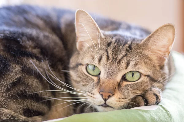 Lazy marble cat with magic lime eyes lying in green cat bed, eye contact,