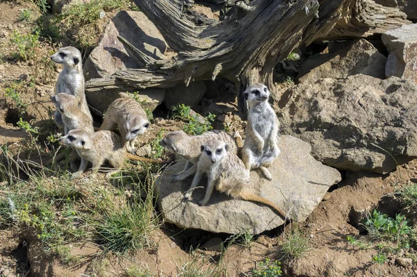 Άγρυπνο Meerkats Οικογένειας Στέκεται Φρουρός — Φωτογραφία Αρχείου