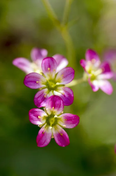 Saxifraga Arendsii Prydnads Mountain Blomma Rosa Blommande Små Marken Växt — Stockfoto