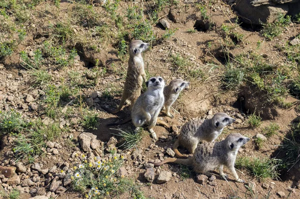 Άγρυπνο Meerkats Οικογένειας Στέκεται Φρουρός — Φωτογραφία Αρχείου