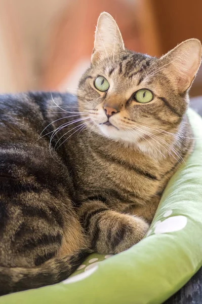 Sihirli Kireç Gözleri Yeşil Kedi Yatakta Yatan Tembel Mermer Kedi — Stok fotoğraf