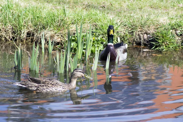 Stockentenpaar Männlich Und Weiblich Schwimmt Auf Kleinem Teich Sonnenlicht Wasserspiegelungen — Stockfoto