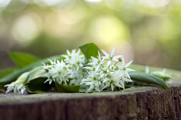 Bunch of white allium ursinum herbaceous flowers and leaves on wooden stump in hornbeam forest, amazing springtime bear garlic herbs foliage
