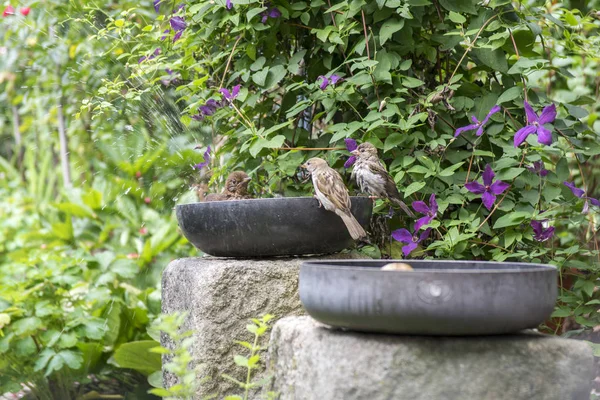 Amsel Badet Alter Teflonpfanne Garten Zwei Haussperlinge Warten Auf Kostenloses — Stockfoto