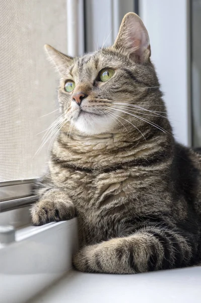 Domestic Tiger Cat Lying Window Sill Looking Window Thoughtful Expression — Stock Photo, Image