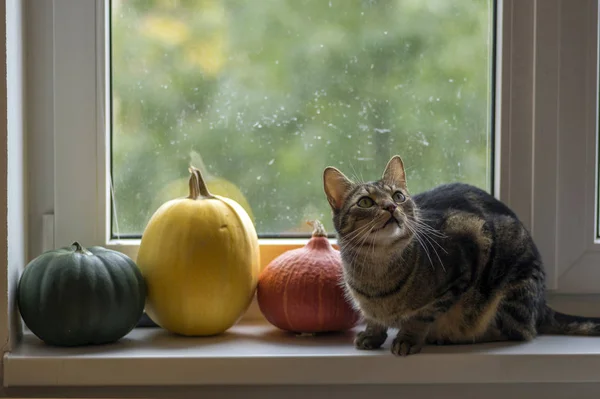 Domestic Tiger Cat Lying Window Sill Three Pumpkins — Stock Photo, Image