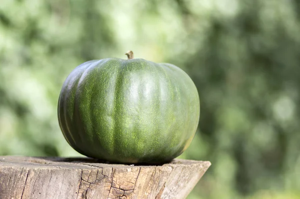 Una Calabaza Tronco Madera — Foto de Stock