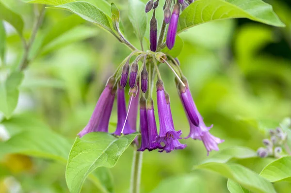 Iochroma Australe Small Flowering Shrub Small Long Bell Flowers Branches — Stock Photo, Image