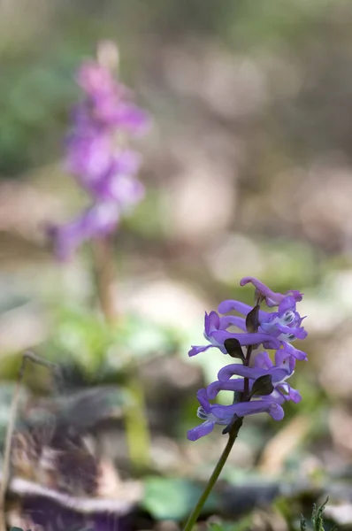 Corydalis Cava Early Spring Wild Forest Flowers Bloom Violet Purple — Stock Photo, Image