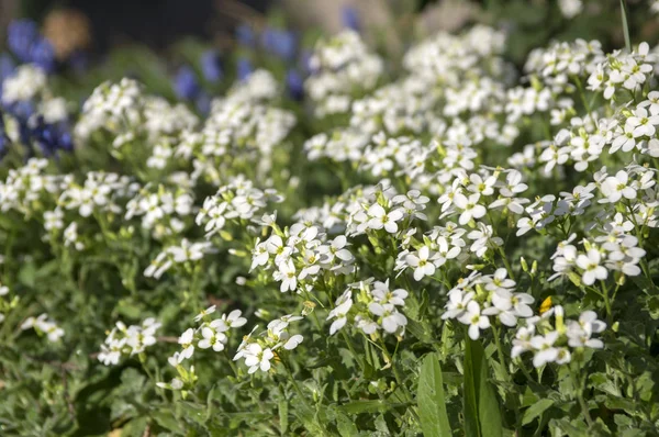 アラビス Caucasica 装飾用庭白い花 咲いて山岩クレス グランド カバー植物 — ストック写真