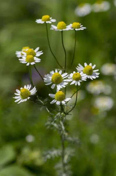 Matricaria Mușețel Parfumat Mayweed Floare Lumina Soarelui — Fotografie, imagine de stoc