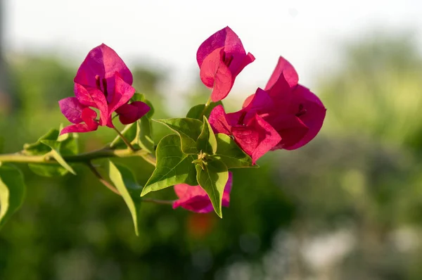 Buganvilla Bugambilia Ramas Arbustos Flor — Foto de Stock