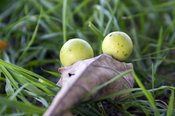 Manzanas Roble Bolas Parásitos Hojas Roble Hierba — Foto de Stock