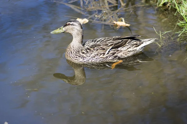 棕色羽毛的雌性野鸭在阳光下的小池塘游泳 水反射 — 图库照片