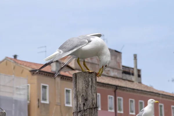 意大利乔吉亚镇砖头上的黄腿海鸥 Larus Michahellis — 图库照片