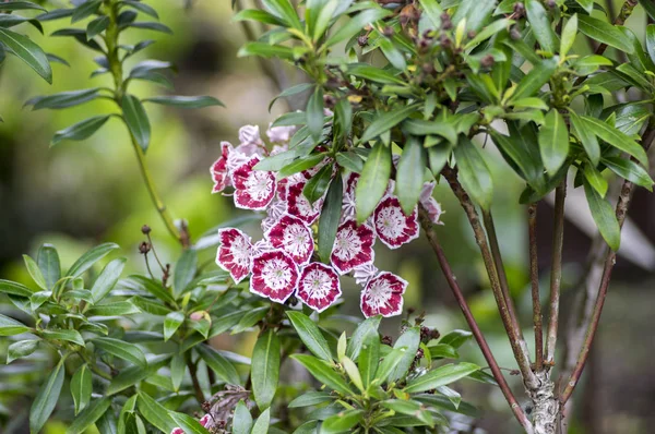 Kalmia latifolia hamurunda yaprak dökmeyen çalı, beyaz mor güzel bitki çiçekli dalları
